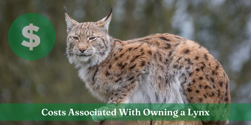 How Much Do Lynx Cats Cost?
