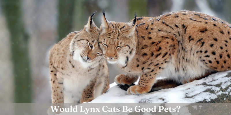 Are Lynx Cats Good Pets?