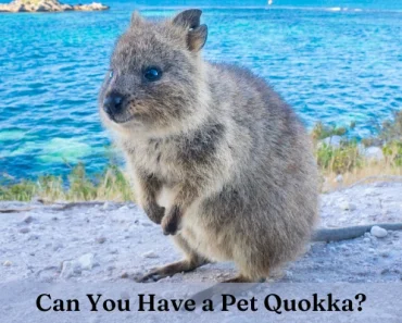 Can You Have a Pet Quokka? This Awesome Guide Tells All!