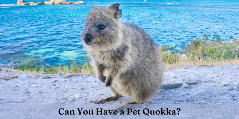 Can You Have a Pet Quokka?