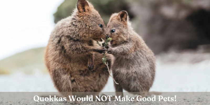 Why Quokka as a Pet is a Bad Idea!