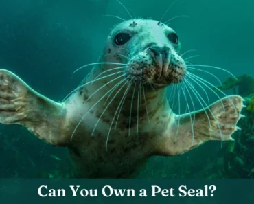 Can You Have a Seal as a Pet? Detailed Guide for Pet Seals!