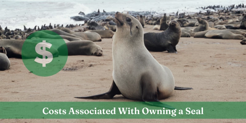 Costs to Own a Seal as a Pet