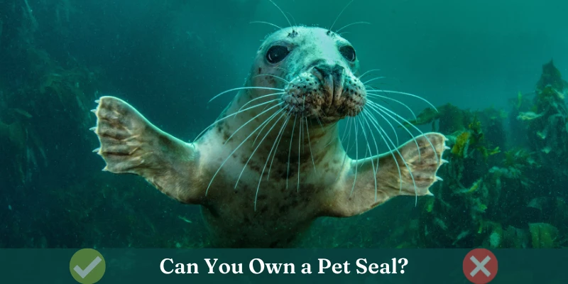 Can You Have a Pet Seal?