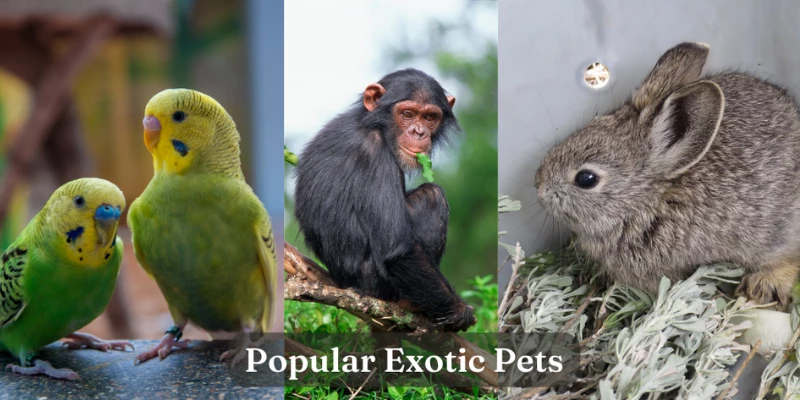 More Popular Exotic Pets