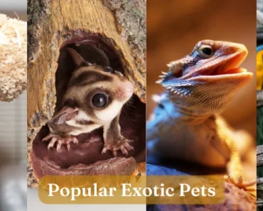 What Animals Are Exotic Pets? + 10 Popular Exotic Animals!