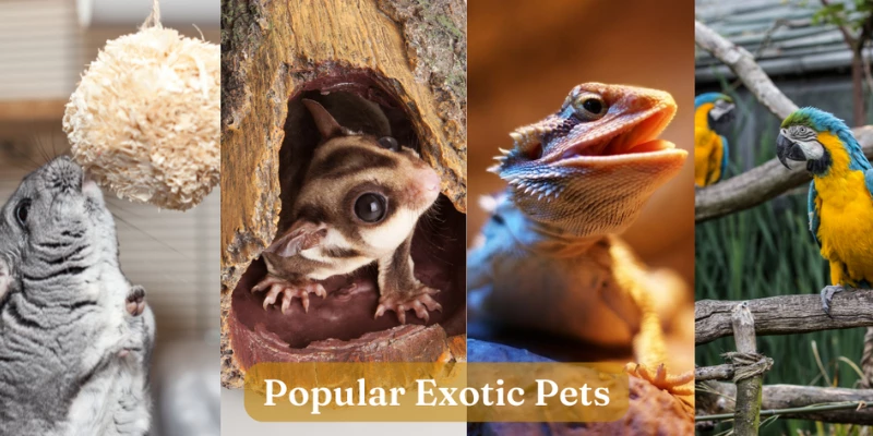 Popular Exotic Pets