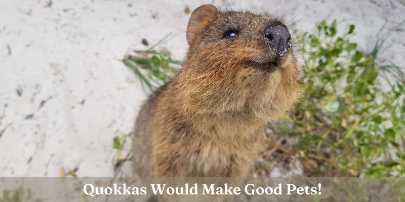 Would a Quokka Be a Good Pet?