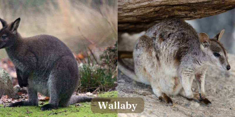 Wallaby - Exotic Pet