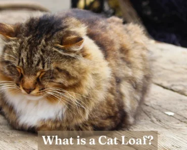 What is a Cat Loaf? Is It Bad? + 5 Popular Loafing Reasons!