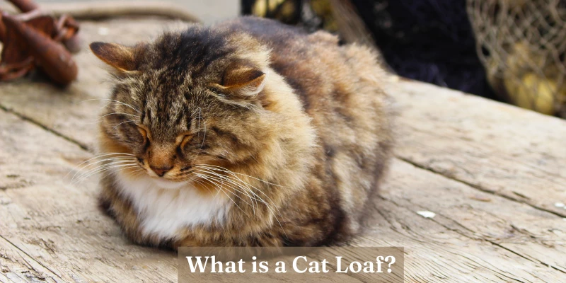 What is a Cat Loaf?