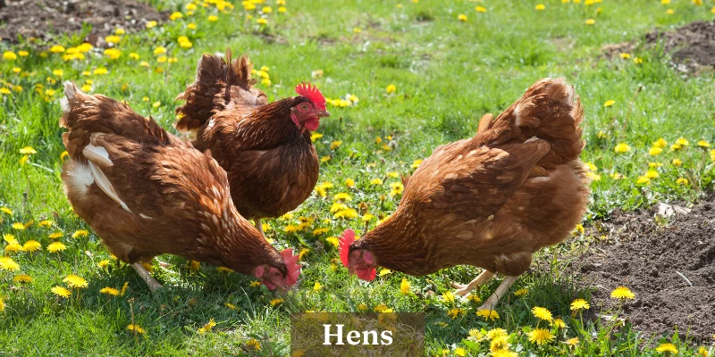 What is a Hen?