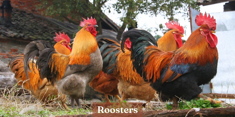 What is a Rooster?