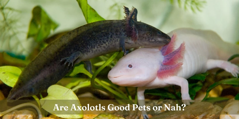 Are Axolotls Good Pets?