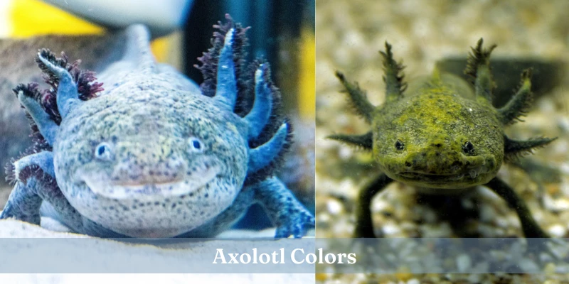 Axolotl Colors