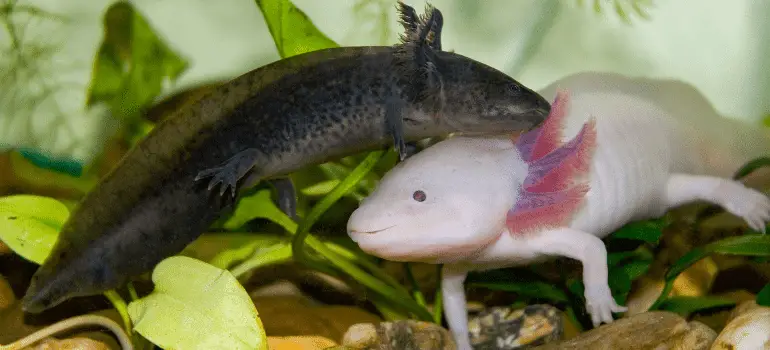 Does PetSmart Sell Axolotls In 2022? (Try This Instead...)