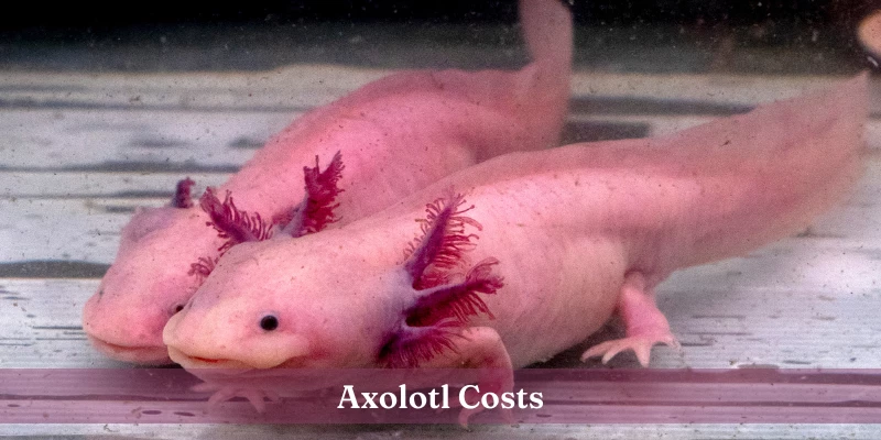 Axolotls For Sale