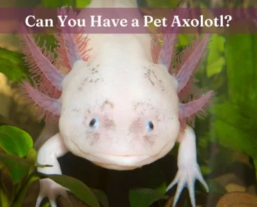Amazing Guide: Axolotl as a Pet + 22 Questions Answered!