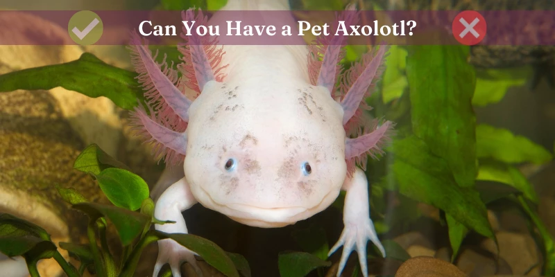 Can You Own an Axolotl as a Pet?