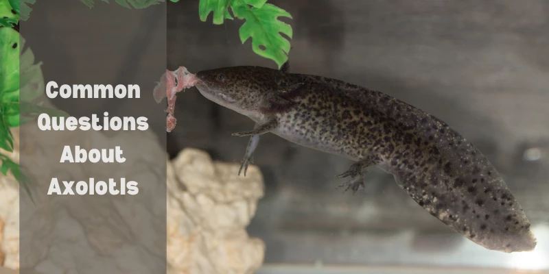 Common Axolotl Questions