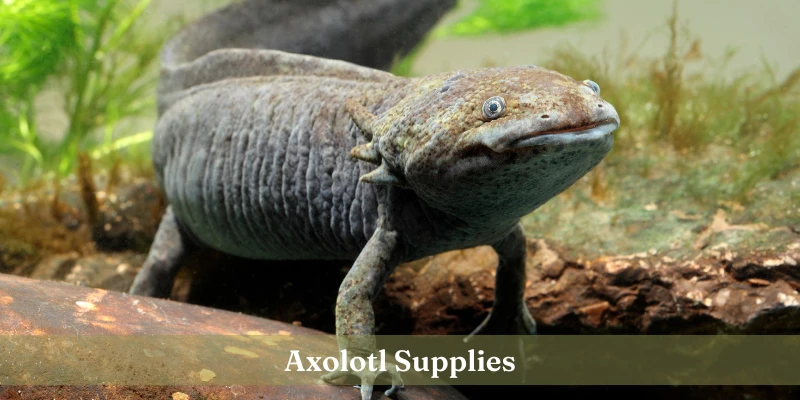 Pet Axolotl Supplies