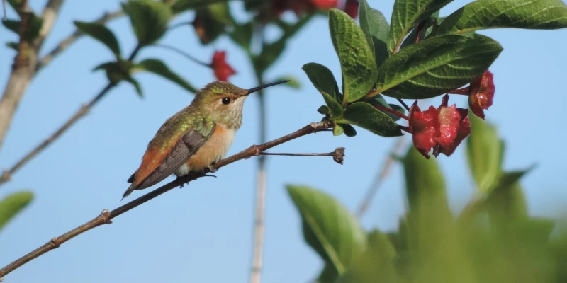 Allen's Hummingbird