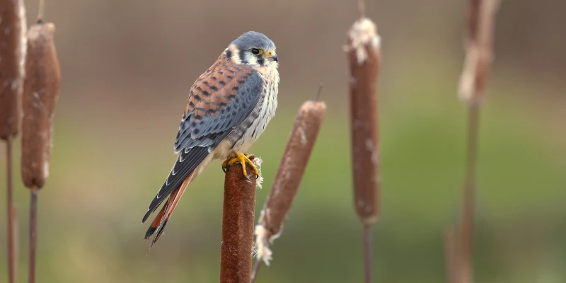 American Kestrel