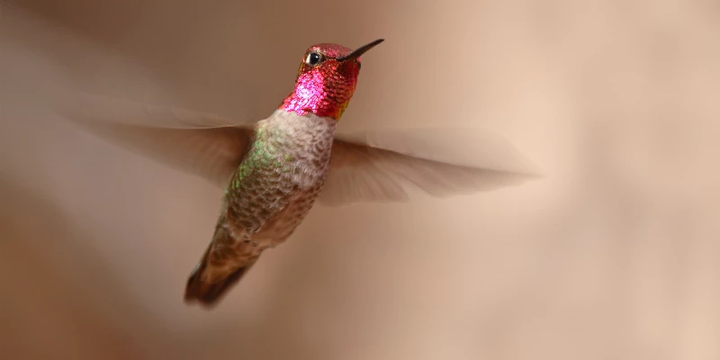 Anna's Hummingbird