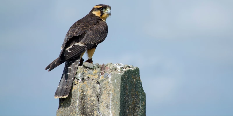 Aplomado Falcon