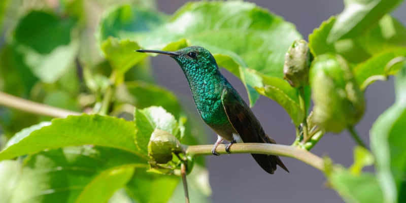 Berylline Hummingbird