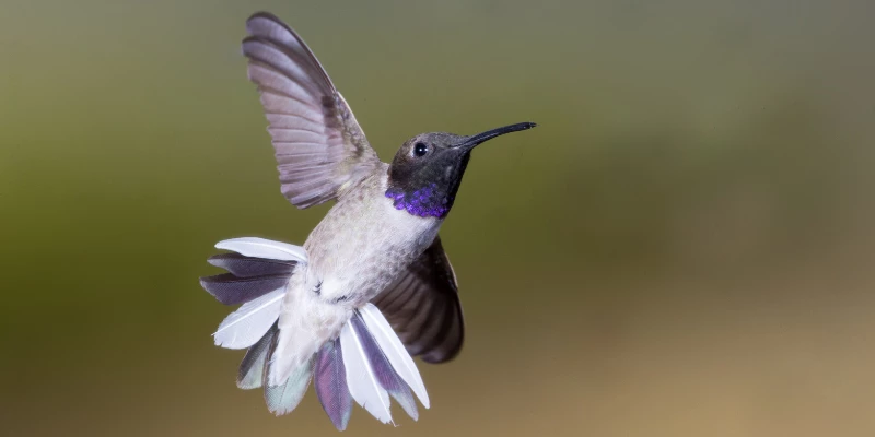 Black-Chinned Hummingbird