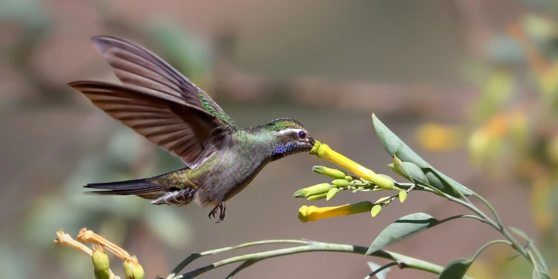 Blue-Throated Hummingbird