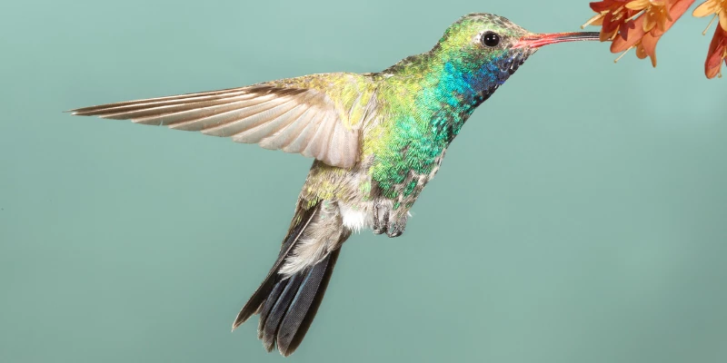 Broad-Billed Hummingbird