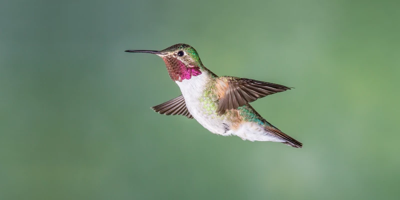 Broad-Tailed Hummingbird