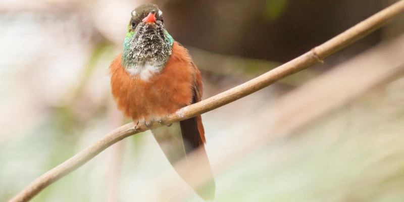 Buff-Bellied Hummingbird