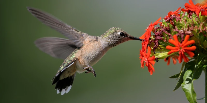 Calliope Hummingbird