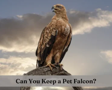 Pet Falcon Legal vs Illegal | Can you have Falcons as Pets?