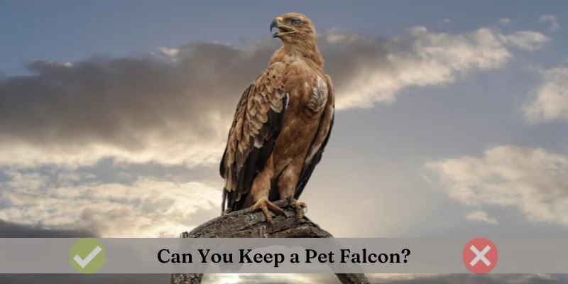 Can You Keep a Pet Falcon?
