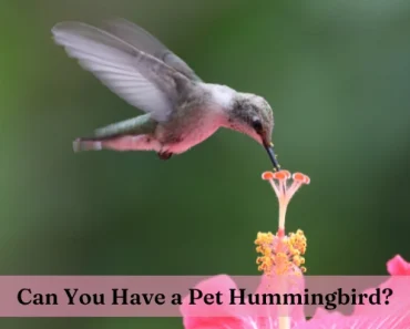 Pet Hummingbird | Fully Detailed Guide About Hummingbirds!