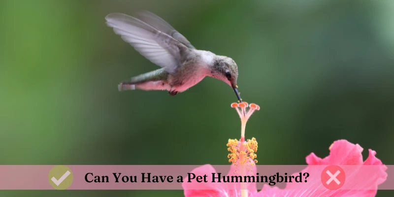 Can You Own a Pet Hummingbird?