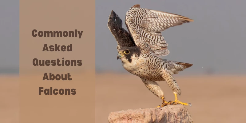 Common Falcon Questions