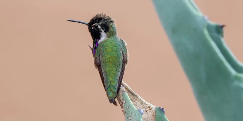 Costa's Hummingbird