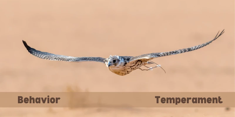 Falcon Behavior & Temperament