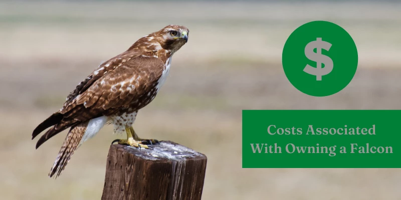 Cost to Own a Pet Falcon