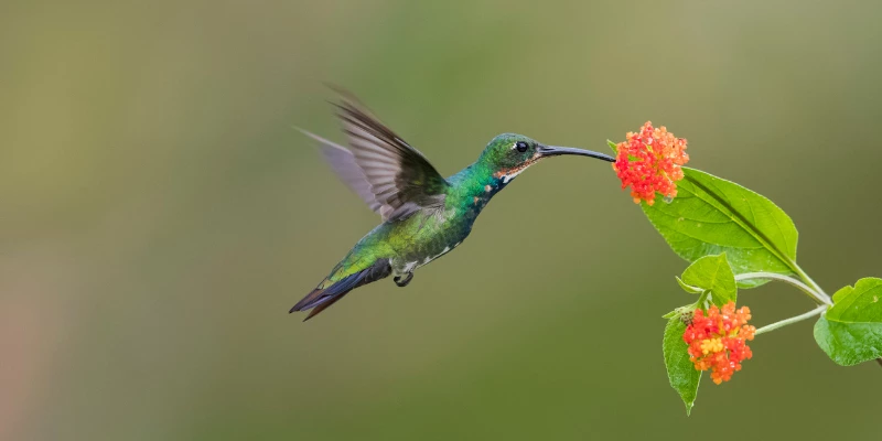 Green-Breasted Mango Hummingbird