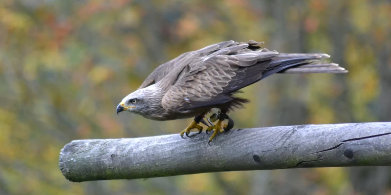 Grey Falcon