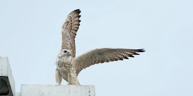 Gyrfalcon