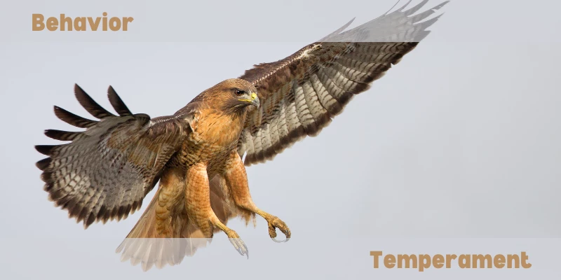 Hawk Behavior & Temperament