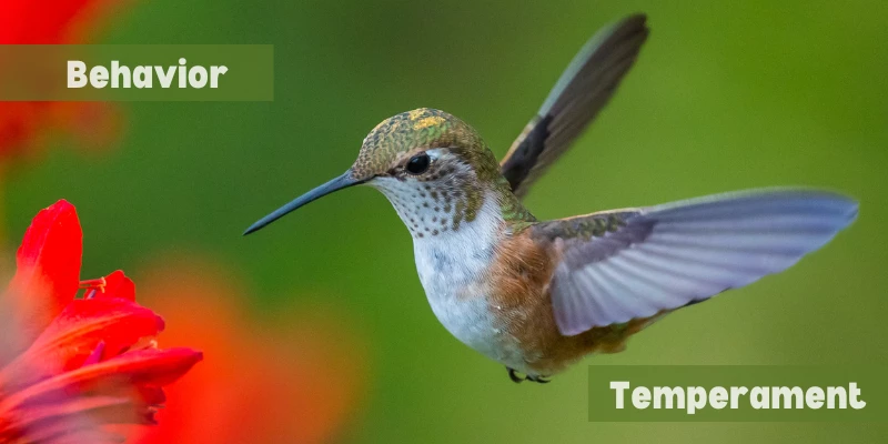 Hummingbird Behavior & Temperament