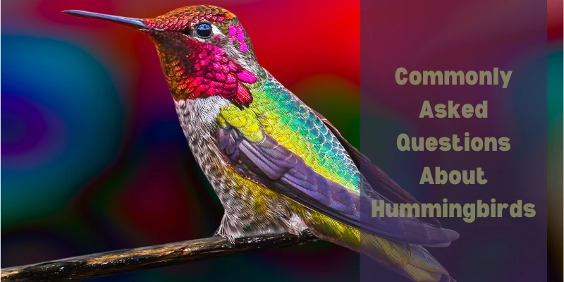 Common Hummingbird Questions